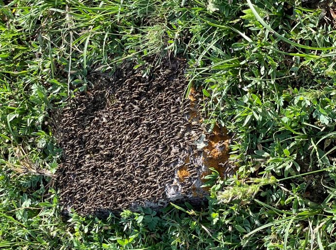 Accumulation of Moroccan locusts in South Kazakhstan