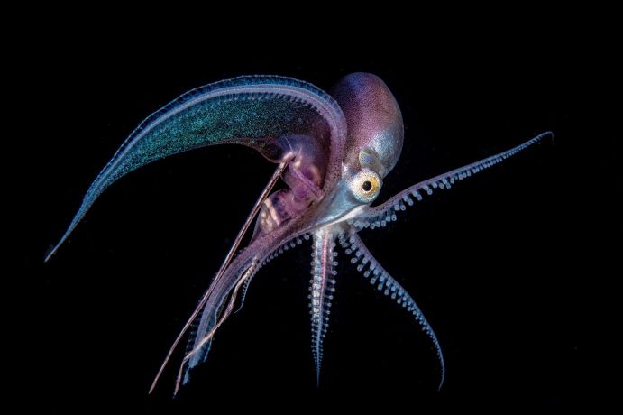 Blanket Octopus: Ein Tintenfisch in der Tiefsee - von potentiellem Interesse für die Nutzung mariner genetischer Ressourcen auf Hoher See Blanket Octopus: Ein Tintenfisch in der Tiefsee - von potentiellem Interesse für die Nutzung mariner genetischer Ressourcen auf Hoher See