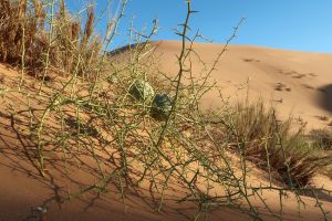 Die Nara-Pflanze kommt in der Namib-Wüste im südlichen Afrika vor. Sie ist ein Wüstengewächs, das an extrem trockene Bedingungen angepasst ist und in der Lage ist, in den ariden Regionen der Wüste zu überleben. Diese Eigenschaften analysiert das Projekt FRAMe, damit diese neuen Pflanzzüchtungen zugutekommen. Nara-Pflanze mit Melonenfrüchten in der Wüste Namib