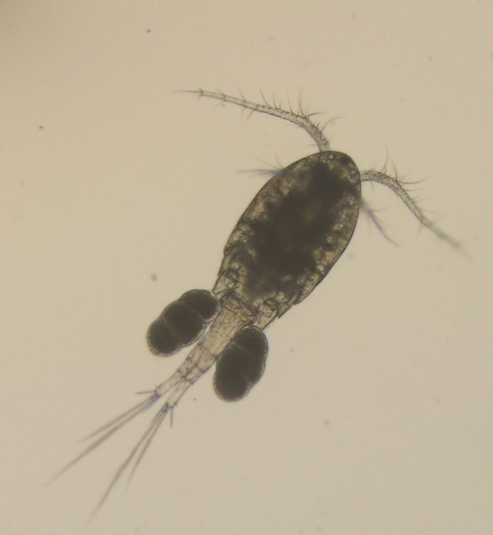 Ein Hüpferling, ein knapp einen Millimeter kleiner Krebs, der im Grundwasser lebt. Das Vorkommen solcher Tiere ist ein Indikator für gute Wasserqualität. Bild eines Hüpferlings, ein knapp einen Millimeter kleiner Krebs, der im Grundwasser lebt.