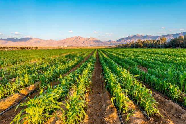 Field with young plants of corn. Advanced and sustainable agriculture industry in desert and arid areas of the Middle East.