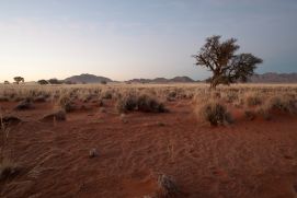 Trockenlandschaft in Namibia mit Gräsern und Büschen