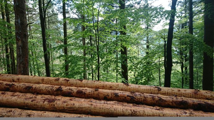 Stapel frisch gefällter Baumstämme im Vordergrund mit einem grünen Laubwald im Hintergrund.