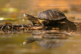 Die Europäische Sumpfschildkröte ist vor allem durch Trockenlegung von Sümpfen und Gewässern gefährdet.