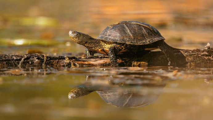 Die Europäische Sumpfschildkröte ist vor allem durch Trockenlegung von Sümpfen und Gewässern gefährdet.