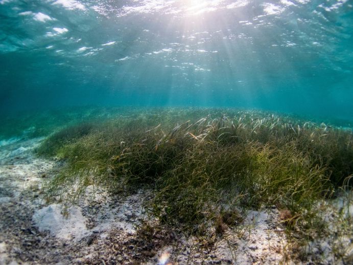 Seegraswiesen sind vor den Küsten aller Kontinente zu finden, außer der Antarktis. Diese Unterwasserwiesen sind dichte, grüne Ökosysteme, die Kohlendioxid aufnehmen und im Boden speichern. So können Seegraswiesen zur Bekämpfung des Klimawandels beitragen – als naturbasierte negative Emissionstechnologie. Seegraswiesen sind vor den Küsten aller Kontinente zu finden, außer der Antarktis. Diese Unterwasserwiesen sind dichte, grüne Ökosysteme, die Kohlendioxid aufnehmen und im Boden speichern. So können Seegraswiesen zur Bekämpfung des Klimawandels beitragen – als naturbasierte negative Emissionstechnologie.