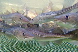 Einst Brotfisch der Ostseefischerei, heute in der dauerhaften Bestandskrise - der Dorsch. Hier in einem Netzkäfig zu Untersuchungszwecken