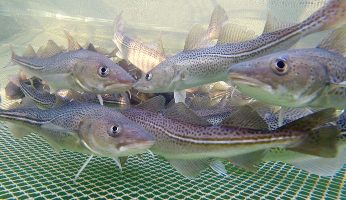 Einst Brotfisch der Ostseefischerei, heute in der dauerhaften Bestandskrise - der Dorsch. Hier in einem Netzkäfig zu Untersuchungszwecken Einst Brotfisch der Ostseefischerei, heute in der dauerhaften Bestandskrise - der Dorsch. Hier in einem Netzkäfig zu Untersuchungszwecken