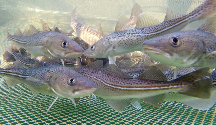 Einst Brotfisch der Ostseefischerei, heute in der dauerhaften Bestandskrise - der Dorsch. Hier in einem Netzkäfig zu Untersuchungszwecken