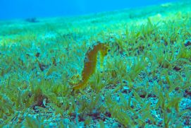 Die kleinwüchsige invasive Seegrasart Halophila stipulacea vor Eilat in Israel