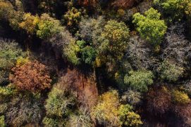 Der artenreiche Auwald bei Leipzig mit ersten Anzeichen von Trockenstress im Herbst 2022