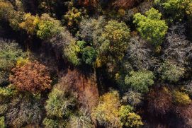 Der artenreiche Auwald bei Leipzig mit ersten Anzeichen von Trockenstress im Herbst 2022