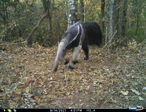 Ein seltener Fang: Der große Ameisenbär im bolivianischen Chiquitano Trockenwald. Ein seltener Fang: Der große Ameisenbär im bolivianischen Chiquitano Trockenwald.