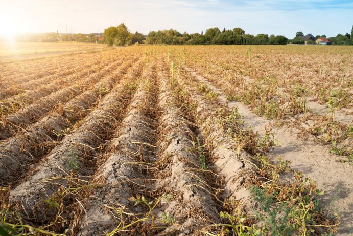 Langanhaltende Dürreperioden führen vermehrt zu vertrockneten Feldern und Ernteausfällen in der Landwirtschaft Ackerbau in Deutschland.Pflanzen liegen vertrocknet in den Reihen auf dem ausgetrockneten, krustigen Erdboden.