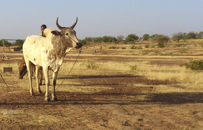 Im Forschungsprogramm WRAP 2.0 untersuchten Wissenschaftlerinnen und Wissenschaftler die Folgen des Klimawandels für das westliche Afrika. Intensivere und länger andauernde Trockenzeiten wirken sich beispielsweise immer stärker auf die lokale Landwirtschaft aus. Im Forschungsprogramm WRAP 2.0 untersuchten Wissenschaftlerinnen und Wissenschaftler die Folgen des Klimawandels für das westliche Afrika. Intensivere und länger andauernde Trockenzeiten wirken sich beispielsweise immer stärker auf die lokale Landwirtschaft aus.
