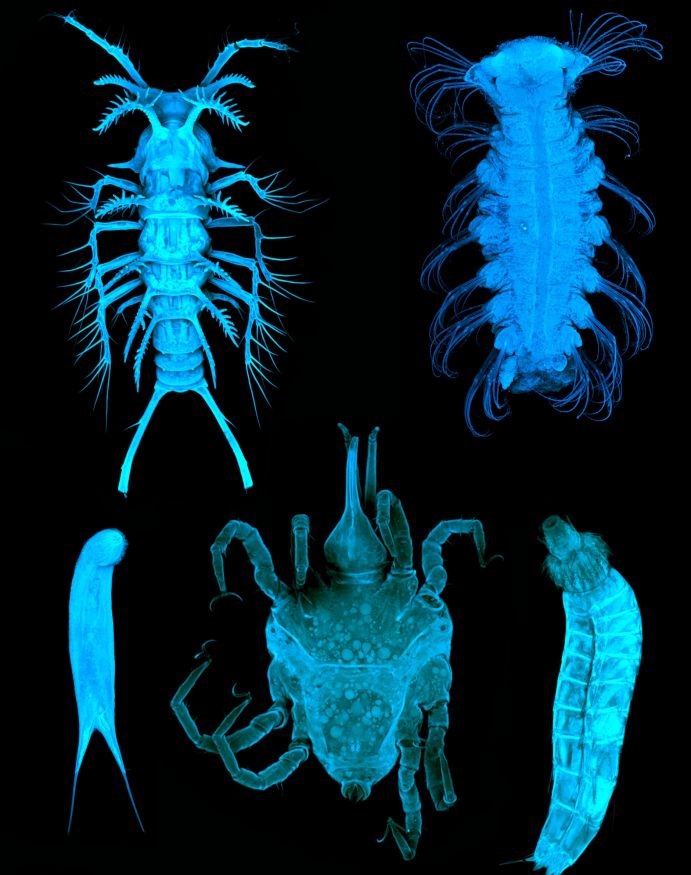 Meiofauna in Sedimenten des Südlichen Ozeans Meiofauna in Sedimenten des Südlichen Ozeans