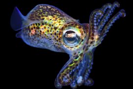 77 Mollusken-Genome analysierte das Forschungsteam, um den Stammbaum der Weichtiere zu entschlüsseln. 