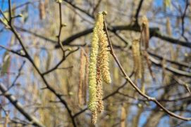 Durch die klimawandelbedingt höheren Temperaturen blühen viele Pflanzen – wie etwa die Haselnuss – früher und verlängern so die Pollensaison wie auch die Pollenbelastung für viele von Allergien betroffene Menschen.