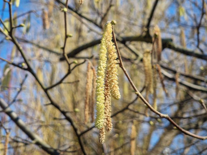 Durch die klimawandelbedingt höheren Temperaturen blühen viele Pflanzen – wie etwa die Haselnuss – früher und verlängern so die Pollensaison wie auch die Pollenbelastung für viele von Allergien betroffene Menschen. Durch die klimawandelbedingt höheren Temperaturen blühen viele Pflanzen – wie etwa die Haselnuss – früher und verlängern so die Pollensaison wie auch die Pollenbelastung für viele von Allergien betroffene Menschen.