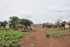 In vielen afrikanischen Regionen ist die lokale Landwirtschaft in der Hand von kleinbäuerlichen Betrieben. Damit sich diese besser an die Folgen der globalen Erwärmung anpassen und ihre Produktivität auf ihrem Land erhöhen können, forscht das Projekt COINS zu passenden, lokalen Anbaumethoden.