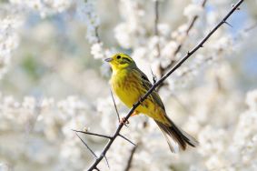 Nahaufnahme eines Goldammers