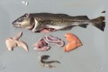 Dieser Dorsch wurde während einer BIO-C3 Ostseeausfahrt mit dem Forschungsschiff Alkor gefangen und anschließend seziert. Gonade, Magen und Magenhinhalt, Leber, Otolithen, sowie Flossenproben werden dabei vermessen und anschließend für spätere umfangreiche Laboruntersuchungen konserviert. Der Frage "Wie ist es um die biologische Vielfalt in der Ostsee bestellt?" widmet sich das BONUS Projekt BIO-C3 („Biodiversity changes: causes, consequences and management implications"), in dem Wissenschaftler aus Deutschland, Dänemark, Schweden, Polen, Estland, Finnland und Litauen gemeinsam die Ostsee erforschen. 