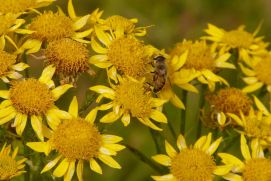 Heilpflanze Arnika (Arnica montana)