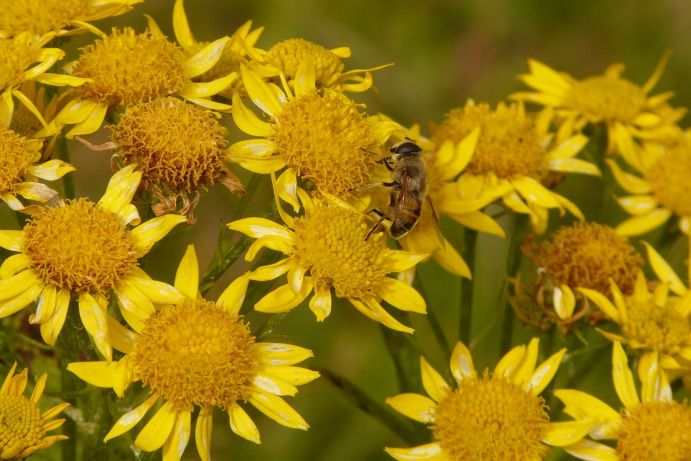 Heilpflanze Arnika (Arnica montana)