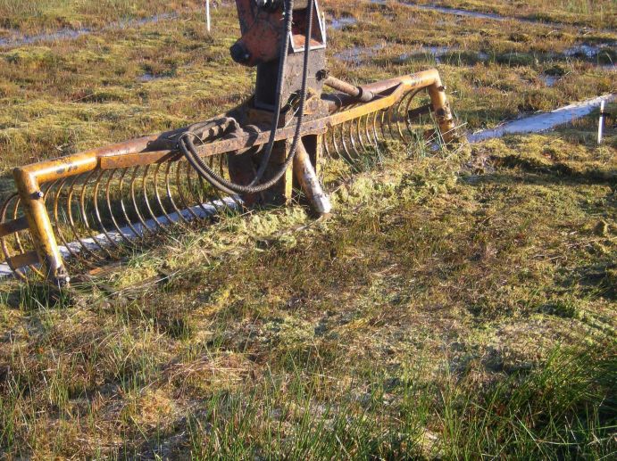 Forschende der Universität&nbsp; Greifswald haben im Projekt "Paludikultur" nachgewiesen, dass die landwirtschaftliche Nutzung der Moore durchaus im Einklang mit der Natur erfolgen kann. Die Feuchtbiotope müssen dafür nicht trocken gelegt werden, sondern können in ihrem ursprünglichen Zustand&nbsp; genutzt werden. Paludikultur, zusammengesetzt aus den lateinischen Wörtern „palus“ (Sumpf) und „cultura“ (Bewirtschaftung) ist die land- oder forstwirtschaftliche Nutzung von nassen oder wiedervernässten Moorböden.  Fotoinhalt: Die Kultivierung von Torfmoosen auf Hochmoorstandorten liefert einen qualitativ hochwertigen, nachwachsenden Rohstoff, um fossilen Torf in gartenbaulichen Kultursubstraten zu ersetzen. Für die Ernte ist der Einsatz eines Mähkorbes geeignet, wie auf der Pilotfläche beim Torfwerk Moorkultur Ramsloh erprobt (Ramsloh, Niedersachsen, 2009).   Weitere Informationen finden Sie hier.  Am 22.11.2013 verlieh das Bundesministerium für Bildung und Forschung (BMBF) im Rahmen des Deutschen Nachhaltigkeitspreises bereits zum zweiten Mal den Forschungspreis „Nachhaltige Entwicklungen". Dieses Jahr wurde das Projekt „Vorpommern Initiative Paludikultur (VIP)“ von der Universität Greifswald ausgezeichnet. Georg Schütte, Staatssekretär im Bundesforschungsministerium, bezeichnete das Projekt als beispielhaft für die Forschung zur Nachhaltigkeit. 