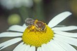 Wildbienenprojekt: Seidenbiene Erkennungsmerkmale: Die Biene ist zwischen 7 und 9 Millimeter groß. Die Behaarung des mittleren Körperteils ist schwarz-braun-rötlich, und auf dem Hinterleib finden sich deutliche, weiße Haarbänder. Der Hinterleib der Weibchen ist leicht zugespitzt. Lebens- und Nistweise: Die Seidenbiene nistet in selbstgegrabenen Hohlräumen, horizontalen Röhren mit einem Durchmesser von fünf bis sieben Millimeter. Der Nestverschluss hat ein cellophanartiges Aussehen. Ernährung: Die Biene gehört zu den wählerischen Pollensammlern; sie bevorzugt Korbblütler wie z.B. Rainfarn, Mutterkraut, Kamille, Schafgarbe, Geiskraut und Strohblume. Parasiten: Eine Filzbiene und eine Fliege parasitieren bei der Seidenbiene. Lebensraum: Sand-, Kies- und Lehmgruben sowie brachliegende Flächen sind die ursprünglichen und bevorzugten Lebensräume. Allerdings lebt die Biene auch als Kulturfolger in Siedlungen und Dörfern. Flugzeit: Männchen und Weibchen dieser Art fliegen gleichzeitig von Mitte Juni bis Mitte August.