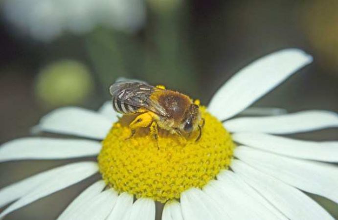 Wildbienenprojekt: Seidenbiene Erkennungsmerkmale: Die Biene ist zwischen 7 und 9 Millimeter groß. Die Behaarung des mittleren Körperteils ist schwarz-braun-rötlich, und auf dem Hinterleib finden sich deutliche, weiße Haarbänder. Der Hinterleib der Weibchen ist leicht zugespitzt. Lebens- und Nistweise: Die Seidenbiene nistet in selbstgegrabenen Hohlräumen, horizontalen Röhren mit einem Durchmesser von fünf bis sieben Millimeter. Der Nestverschluss hat ein cellophanartiges Aussehen. Ernährung: Die Biene gehört zu den wählerischen Pollensammlern; sie bevorzugt Korbblütler wie z.B. Rainfarn, Mutterkraut, Kamille, Schafgarbe, Geiskraut und Strohblume. Parasiten: Eine Filzbiene und eine Fliege parasitieren bei der Seidenbiene. Lebensraum: Sand-, Kies- und Lehmgruben sowie brachliegende Flächen sind die ursprünglichen und bevorzugten Lebensräume. Allerdings lebt die Biene auch als Kulturfolger in Siedlungen und Dörfern. Flugzeit: Männchen und Weibchen dieser Art fliegen gleichzeitig von Mitte Juni bis Mitte August.