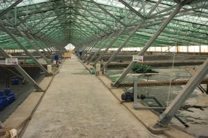 Durch eine geschlossene Aquakulturanlage wird Land effizienter genutzt: Mangrovenwälder können so geschützt und der Wasserverbrauch deutlich reduziert werden.