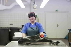 Prof. Dr. Ursula Siebert ist Leiterin des Instituts für Terrestrische und Aquatische Wildtierforschung der Stiftung Tierärztliche Hochschule Hannover und renommierte Expertin zum Thema Unterwasserlärm. Ihr Forschungsschwerpunkt sind unter anderem Schweinswale.
