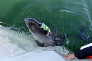 Ein Schweinswal wird von Forschenden mit einem akustischen Datenlogger ausgestattet