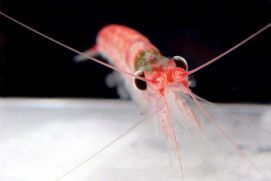 Antarktischer Krill (Euphausia superba)