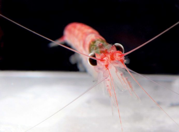 Antarktischer Krill (Euphausia superba)