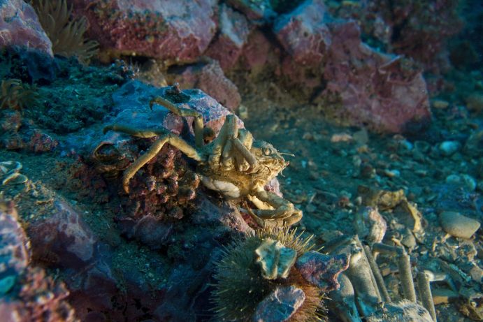 Arktische Unterwasserwelt Die Auswirkungen des Klimawandels auf die Unterwasserlebewelt erforschen Wissenschaftler des Alfred-Wegener-Instituts, Helmholtz-Zentrum für Polar- und Meeresforschung auf Spitzbergen gemeinsam mit deutschen und internationalen Partnern. So untersuchen sie beispielsweise, welche Entwicklungsstadien der Seespinnen besonders empfindlich auf Ozeanversauerung, steigende Temperaturen oder eine Kombination dieser Stressoren reagieren. Das Projekt BIOACID (Biological Impacts of Ocean ACIDification) erforscht die Ozeanversauerung, die sich laut aktuellem wissenschaftlichem Stand eine ernsthafte Bedrohung für Meeresorganismen und –ökosysteme entwickeln kann. Ziel ist es die Kette von biologischen Mechanismen, über Reaktionen von Organismen, zu deren Auswirkungen auf Nahrungsnetze und Ökosysteme, bis hin zu den ökonomischen Konsequenzen zu erfassen und besser zu verstehen. Die zweite Phase läuft seit September 2012 für drei Jahre und wird vom GEOMAR Helmholtz-Zentrum für Ozeanforschung Kiel koordiniert.Ort: Ny-Ålesund, Spitzbergen (2010).
