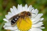 Wildbienenprojekt: Furchenbiene Erkennungsmerkmale: Furchenbienen sind eine sehr artenreiche Gruppe innerhalb der Bienen. Die meisten Arten sind klein (bis 4 Millimeter) andere sind bis zu 16 Millimeter groß. Während die einzelnen Arten schwer auseinanderzuhalten sind, lässt sich die Zugehörigkeit zu der Gruppe der Furchenbienen doch einfach klären: Die namengebende Furche findet sich auf dem letzten Segment des Hinterleibes. Diese kleine Kerbe ist mit einem Haarsaum umrändert. Ernährung: Das Blütenspektrum, welches für die Ernährung der Brut genutzt werden kann, ist sehr weit gefasst. Nist- und Lebensweise: Unter der Erde angelegte Niströhren werden mit Brutzellen ausgefüllt. Dabei werden Steilwände, Sand- und Kiesgruben bevorzugt. Parasiten: Verschiedene Arten von Blutbienen parasitieren in den Nestern der Furchenbienen. Lebensraum: Furchenbienen sind weit verbreitet und kommen an Waldrändern, Lichtungen, Brachen, Bahndämmen und im Siedlungsbereich vor. Flugzeit: Allgemeine Angaben zur Flugzeit können nicht gemacht werden, weil die Flugzeiten der Bienen aus diesen beiden Gattungen sehr unterschiedlich sind.