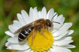 Erkennungsmerkmale: Furchenbienen sind eine sehr artenreiche Gruppe innerhalb der Bienen. Die meisten Arten sind klein (bis 4 Millimeter) andere sind bis zu 16 Millimeter groß. Während die einzelnen Arten schwer auseinanderzuhalten sind, lässt sich die Zugehörigkeit zu der Gruppe der Furchenbienen doch einfach klären: Die namengebende Furche findet sich auf dem letzten Segment des Hinterleibes. Diese kleine Kerbe ist mit einem Haarsaum umrändert.  Ernährung: Das Blütenspektrum, welches für die Ernährung der Brut genutzt werden kann, ist sehr weit gefasst.  Nist- und Lebensweise: Unter der Erde angelegte Niströhren werden mit Brutzellen ausgefüllt. Dabei werden Steilwände, Sand- und Kiesgruben bevorzugt.  Parasiten: Verschiedene Arten von Blutbienen parasitieren in den Nestern der Furchenbienen.  Lebensraum: Furchenbienen sind weit verbreitet und kommen an Waldrändern, Lichtungen, Brachen, Bahndämmen und im Siedlungsbereich vor.  Flugzeit: Allgemeine Angaben zur Flugzeit können nicht gemacht werden, weil die Flugzeiten der Bienen aus diesen beiden Gattungen sehr unterschiedlich sind.