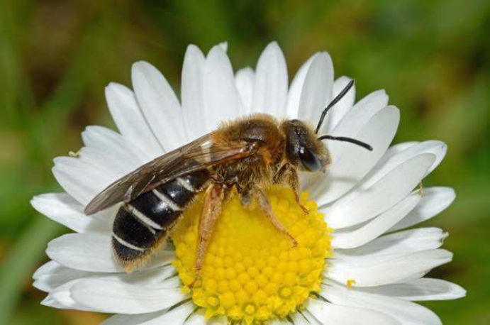 Wildbienenprojekt: Furchenbiene Erkennungsmerkmale: Furchenbienen sind eine sehr artenreiche Gruppe innerhalb der Bienen. Die meisten Arten sind klein (bis 4 Millimeter) andere sind bis zu 16 Millimeter groß. Während die einzelnen Arten schwer auseinanderzuhalten sind, lässt sich die Zugehörigkeit zu der Gruppe der Furchenbienen doch einfach klären: Die namengebende Furche findet sich auf dem letzten Segment des Hinterleibes. Diese kleine Kerbe ist mit einem Haarsaum umrändert. Ernährung: Das Blütenspektrum, welches für die Ernährung der Brut genutzt werden kann, ist sehr weit gefasst. Nist- und Lebensweise: Unter der Erde angelegte Niströhren werden mit Brutzellen ausgefüllt. Dabei werden Steilwände, Sand- und Kiesgruben bevorzugt. Parasiten: Verschiedene Arten von Blutbienen parasitieren in den Nestern der Furchenbienen. Lebensraum: Furchenbienen sind weit verbreitet und kommen an Waldrändern, Lichtungen, Brachen, Bahndämmen und im Siedlungsbereich vor. Flugzeit: Allgemeine Angaben zur Flugzeit können nicht gemacht werden, weil die Flugzeiten der Bienen aus diesen beiden Gattungen sehr unterschiedlich sind.