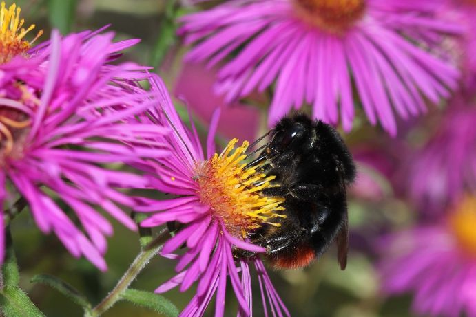 Wildbienenprojekt: Steinhummel Erkennungsmerkmale: Arbeiterinnen der Ackerhummel sind 12 bis 16 Millimeter groß, Königinnen 20 bis 22 Millimeter. Die Behaarung der Weibchen ist zum größten Teil schwarz, lediglich ein Teil des Hinterleibs ist kräftig orange gefärbt. Die Männchen hingegen haben zudem gelbe Streifen und eine gelbe Gesichtsbehaarung. Nist- und Lebensweise: Nester werden oberirdisch in vorhandenen Hohlräumen angelegt. Vogelnistkästen, Dachböden, Mauerritzen oder Steinhaufen werden besiedelt. Die Staaten setzen sich aus 100 bis 300 Tieren zusammen. Ernährung: Für die Versorgung mit Pollen können viele verschieden Blütenpflanzen genutzt werden. Parasiten: Die Felsen-Kuckuckshummel (Bombus rupestris) sieht der Steinhummel ähnlich, sie täuscht die Arbeiterinnen eines Steinhummel-Volkes, gibt sich als Königin aus legt ihre Eier in dem Nest ab. Lebensraum: Die Art ist weit verbreitet und häufig neben Streuobstwiesen, an Waldrändern und auf Magerrasen auch im Siedlungsbereich, Gärten und Parks zu finden. Flugzeit: Ende März schlüpfen die überwinterten Königinnen, im Juli die ersten Jungköniginnen. Diese paaren sich mit den gleichzeitig auftretenden Männchen. Gegen Herbst graben sich die befruchteten Jungköniginnen ein, um im Boden zu überwintern.