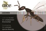Parasitoide Wespe Prasitoide Wespe