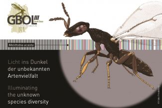 Fast species identification in a test tube