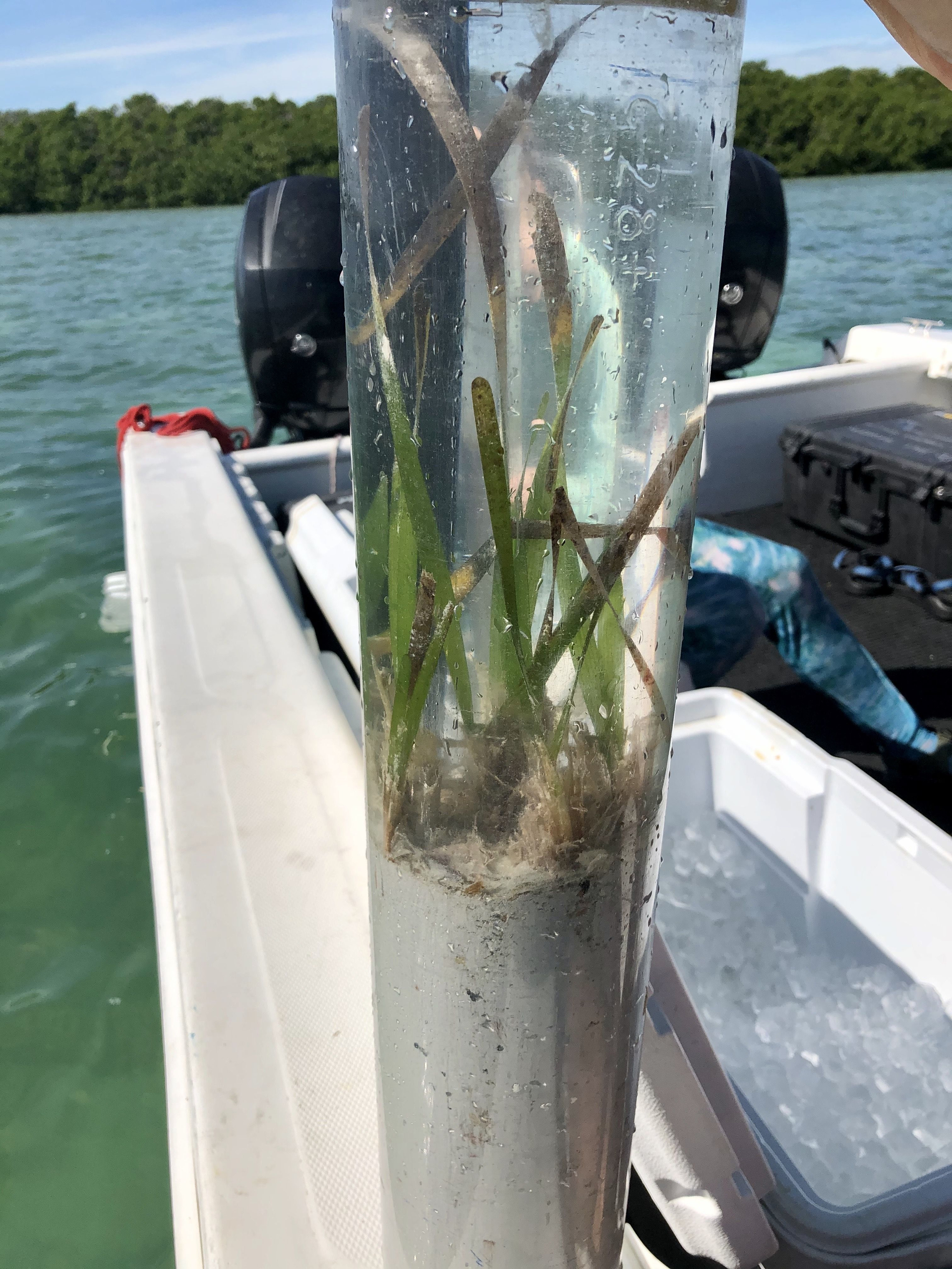 Sample of tropical seagrass